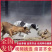 纯种格力灵缇惠比特顶灯上下车鸡兔全活细狗成年幼犬
