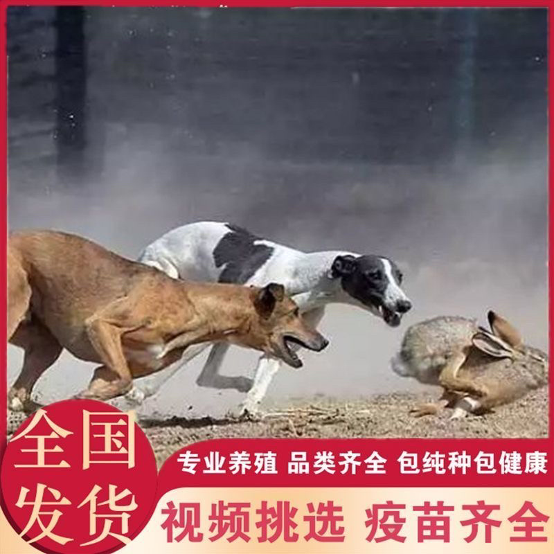 纯种格力灵缇惠比特顶灯上下车鸡兔全活细狗成年幼犬