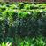 新品种太阳神室内绿植水竹吸收甲醛易成活易养殖