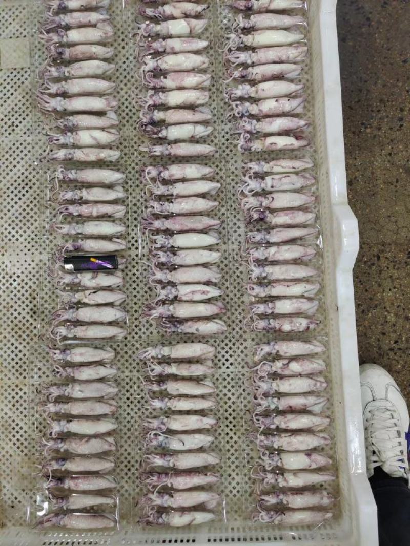 笔管鱼籽乌海兔