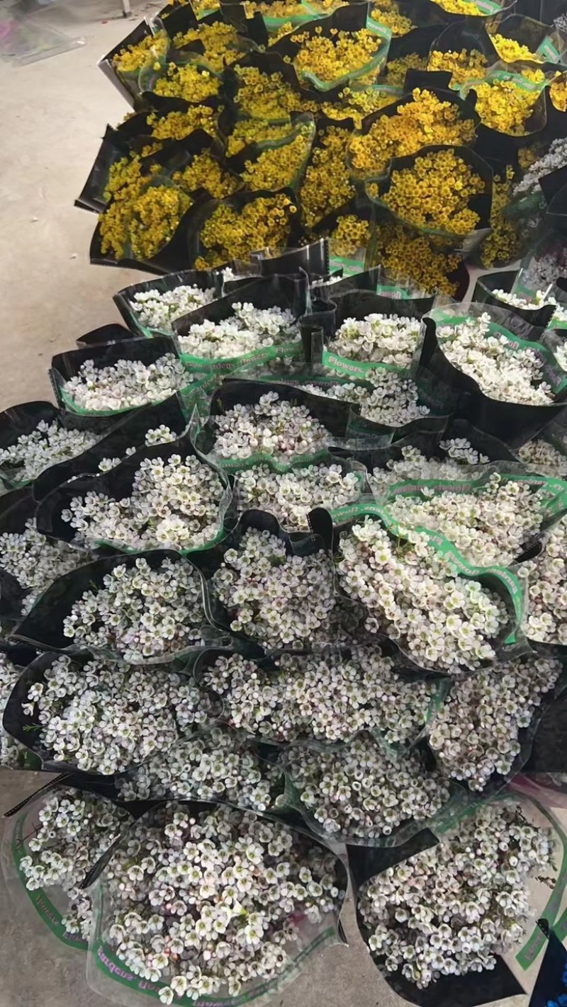 澳梅：又称腊梅年宵花7个颜色粉蓝橙红白粉紫！