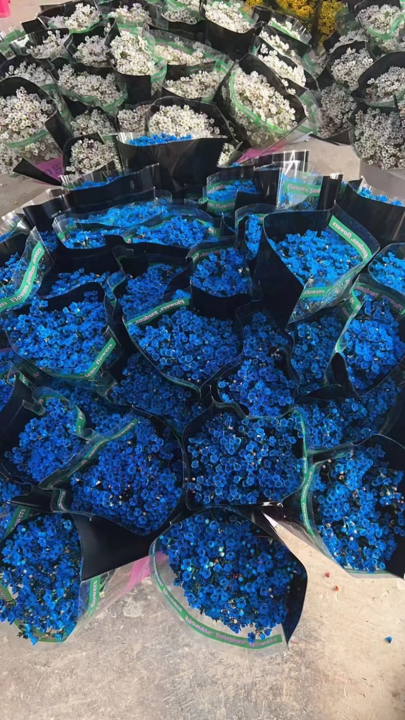 澳梅：又称腊梅年宵花7个颜色粉蓝橙红白粉紫！
