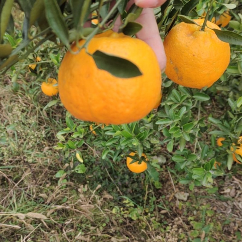 棚柑