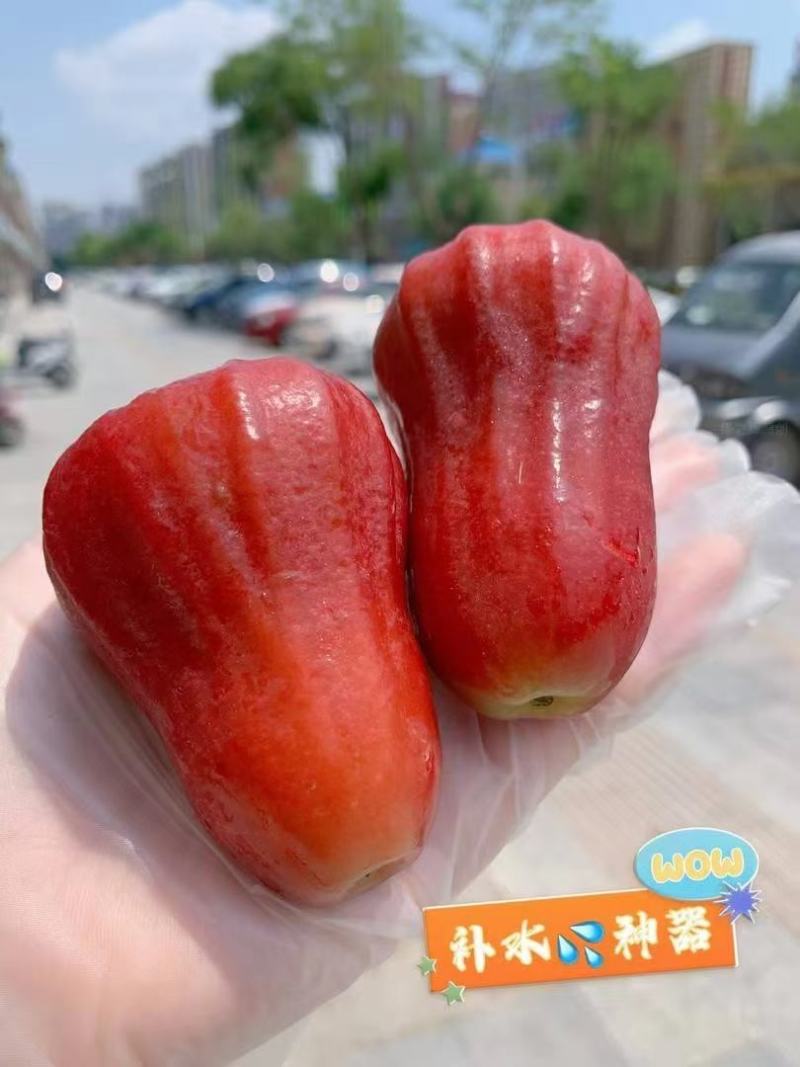 海南三亚黑金刚莲雾/莲雾/黑金刚/对接商超水果店一件代发