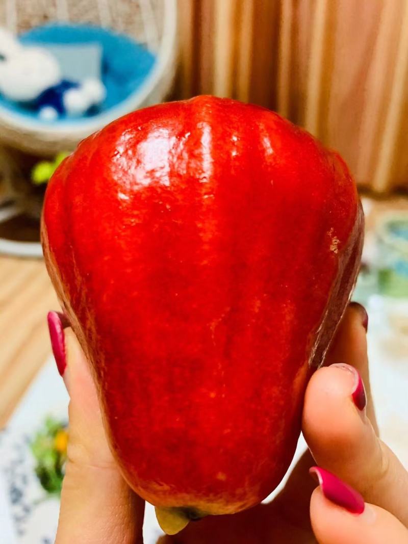 海南三亚黑金刚莲雾/莲雾/黑金刚/对接商超水果店一件代发