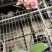 年宵花各种规格品种蝴蝶兰，基地直发，视频发货，质量保证