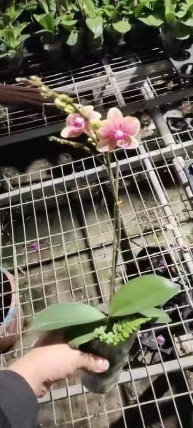 年宵花各种规格品种蝴蝶兰，基地直发，视频发货，质量保证