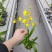 年宵花各种规格品种蝴蝶兰，基地直发，视频发货，质量保证