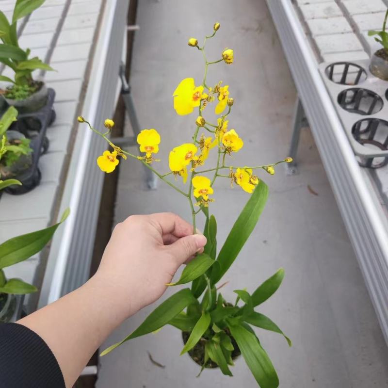 年宵花各种规格品种蝴蝶兰，基地直发，视频发货，质量保证