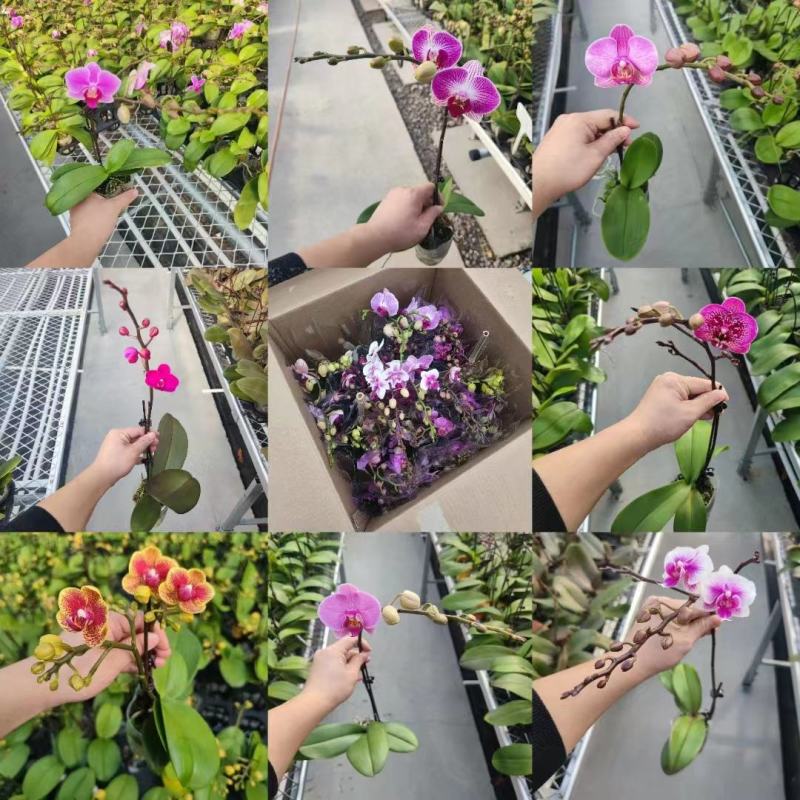 年宵花各种规格品种蝴蝶兰，基地直发，视频发货，质量保证
