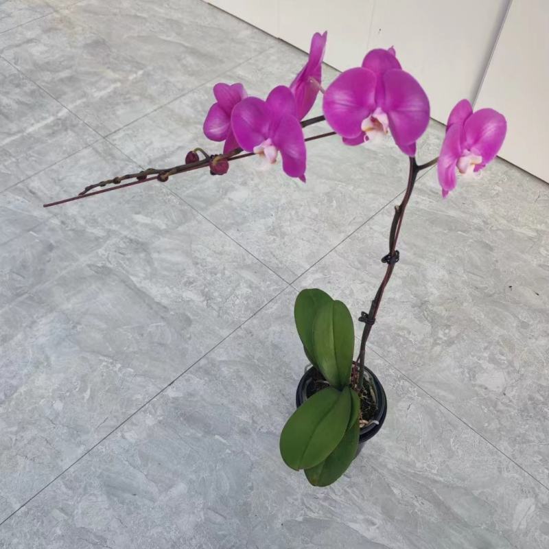 年宵花各种规格品种蝴蝶兰，基地直发，视频发货，质量保证