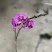 年宵花各种规格品种蝴蝶兰，基地直发，视频发货，质量保证