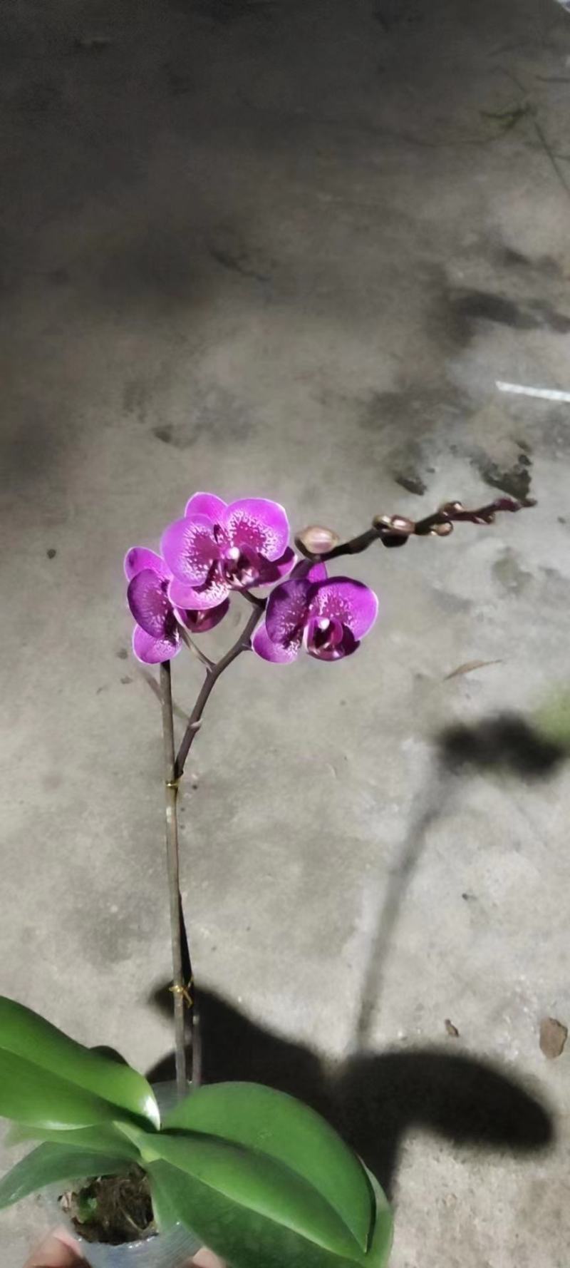 年宵花各种规格品种蝴蝶兰，基地直发，视频发货，质量保证