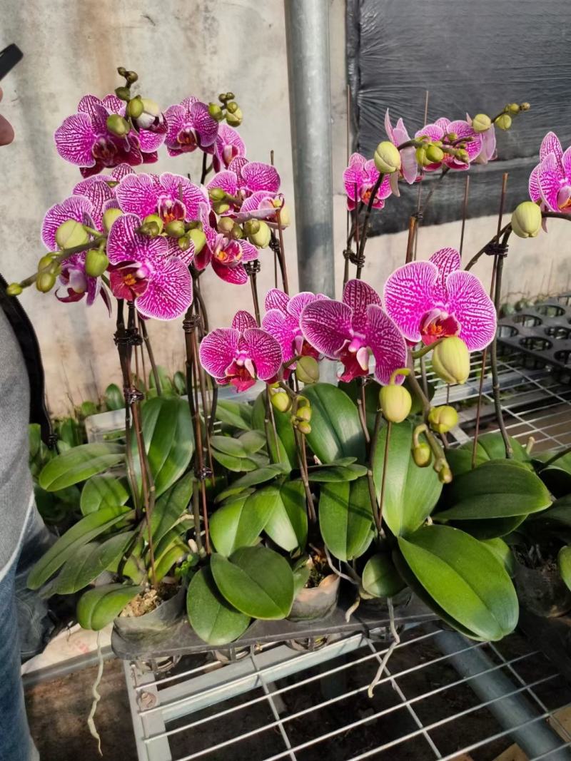 年宵花各种规格品种蝴蝶兰，基地直发，视频发货，质量保证