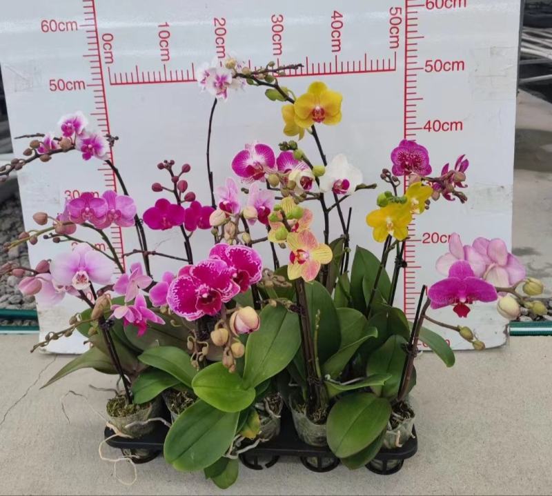 年宵花各种规格品种蝴蝶兰，基地直发，视频发货，质量保证