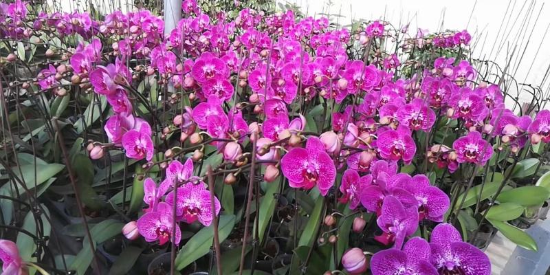 年宵花各种规格品种蝴蝶兰，基地直发，视频发货，质量保证