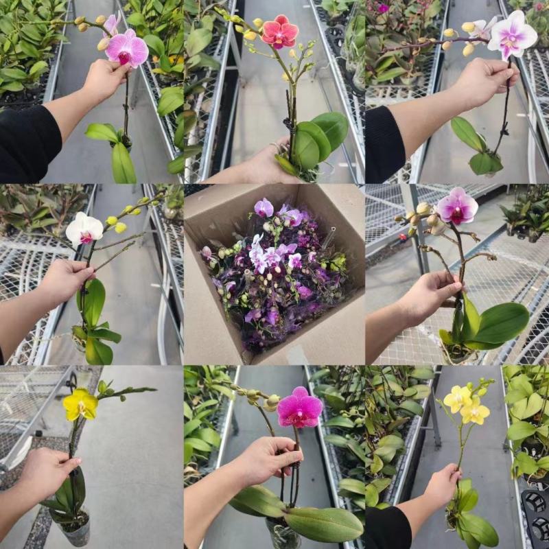 年宵花各种规格品种蝴蝶兰，基地直发，视频发货，质量保证