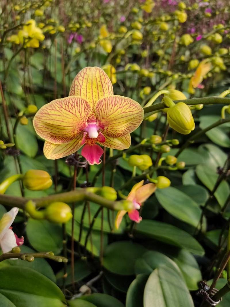 年宵花各种规格品种蝴蝶兰，基地直发，视频发货，质量保证
