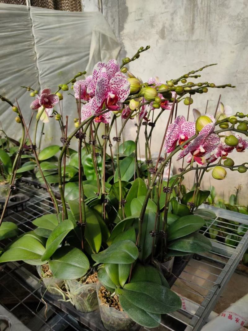 年宵花各种规格品种蝴蝶兰，基地直发，视频发货，质量保证