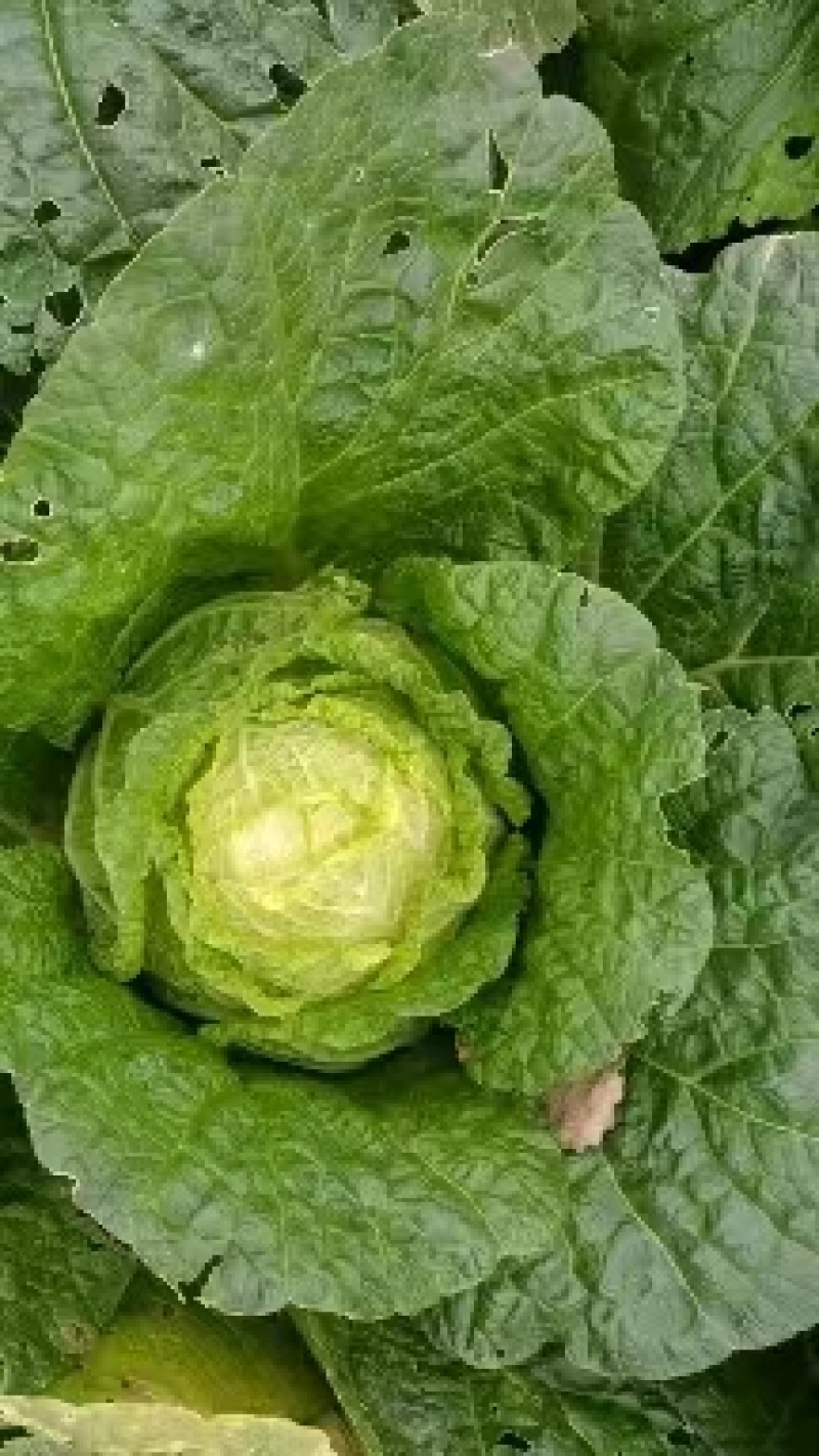 娃娃菜，大娃娃菜，小娃娃菜