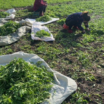荠菜六百亩大量忻货中1.2包上车