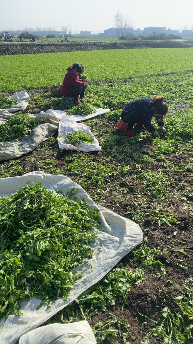 荠菜六百亩大量忻货中1.2包上车