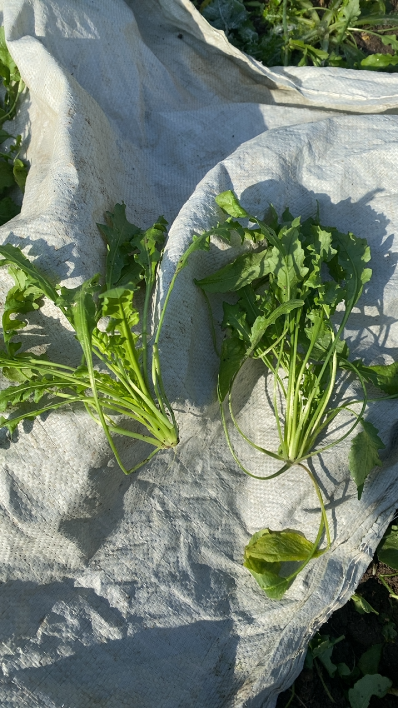 荠菜六百亩大量忻货中1.2包上车