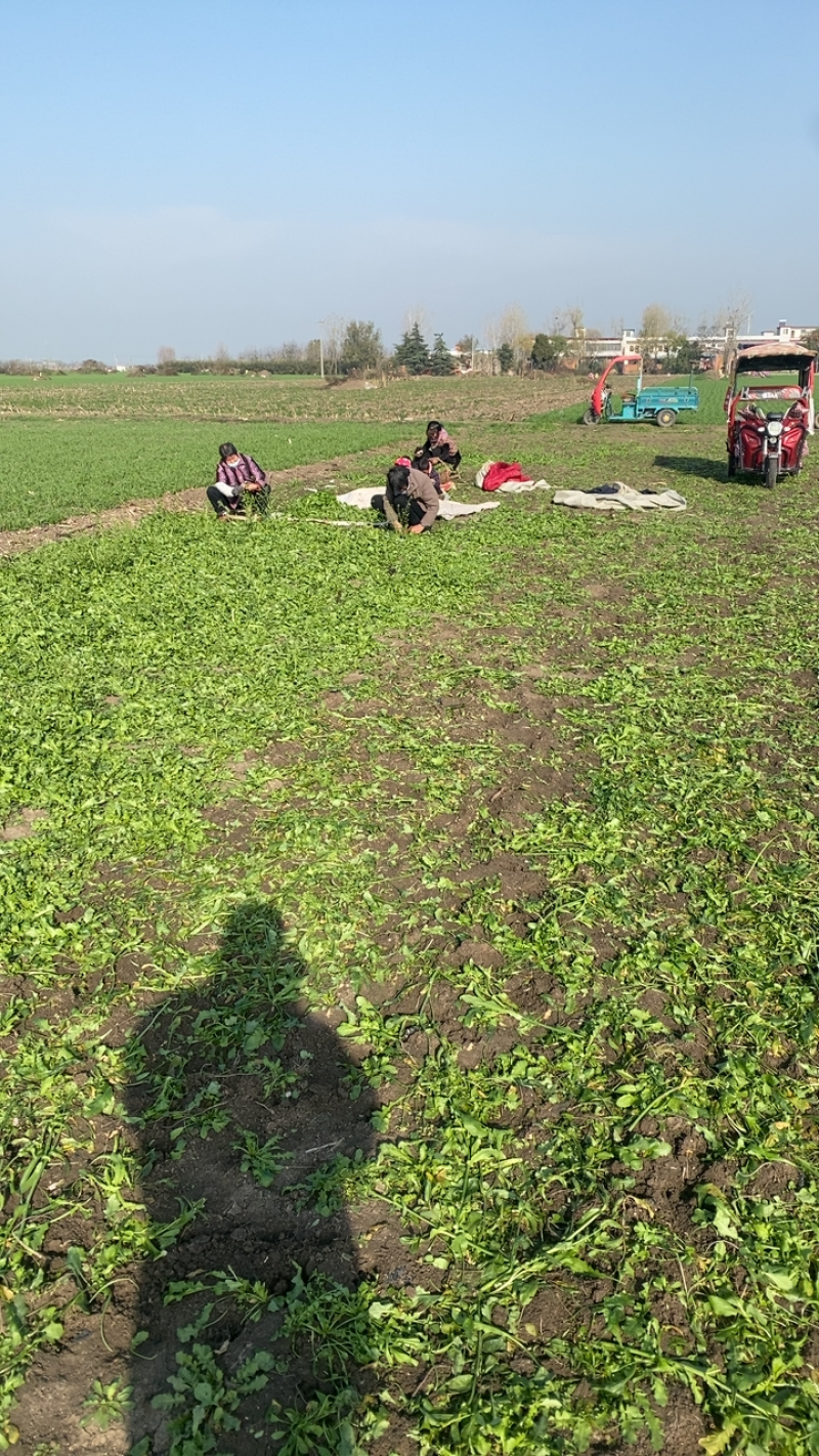 荠菜六百亩大量忻货中1.2包上车