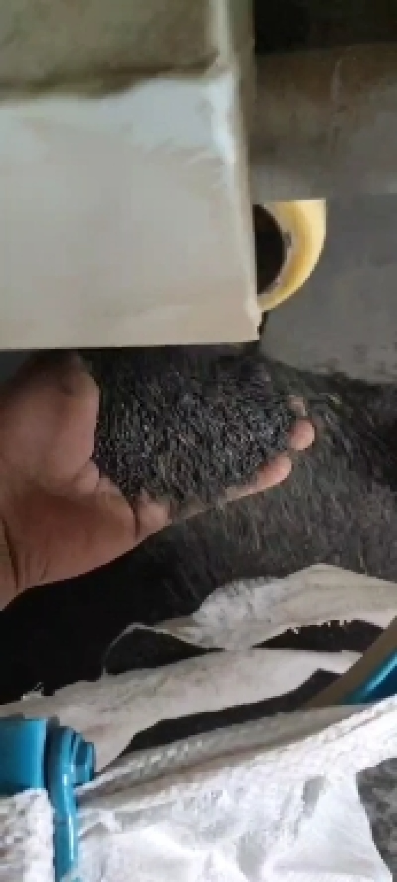油菜种云油杂28抗病性，抗倒伏强，生长周期短，产量好！