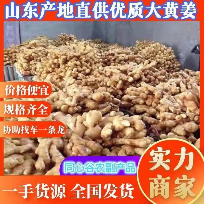 湖生姜产地批发大黄姜原产地发货价格美丽一条龙服务