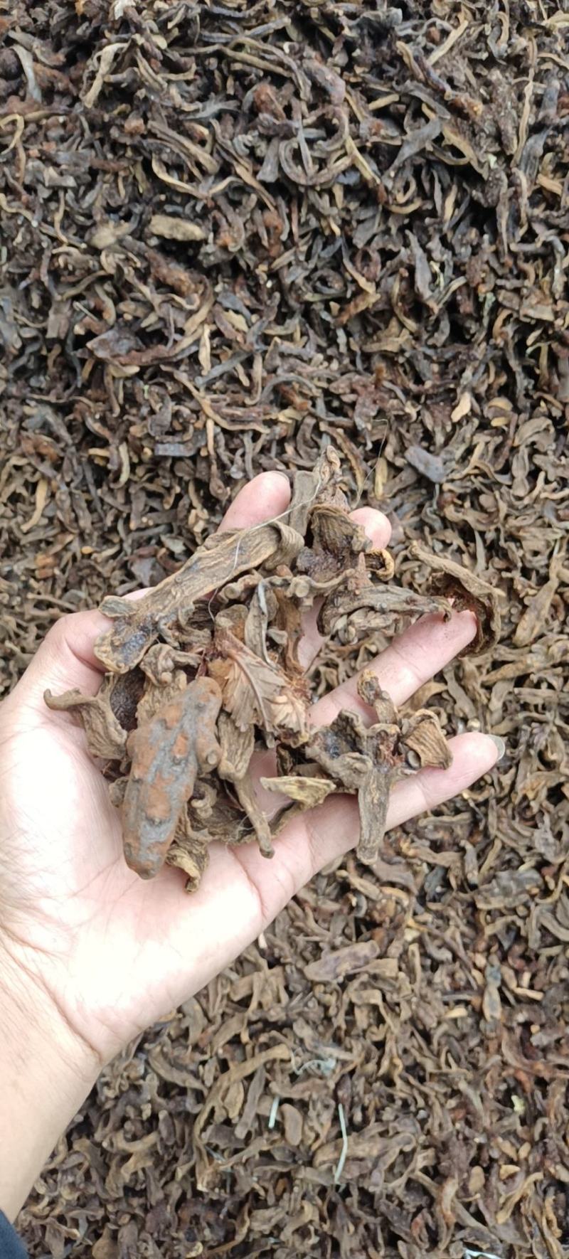 骨碎补品质优良产地一手货源交通方便物流便