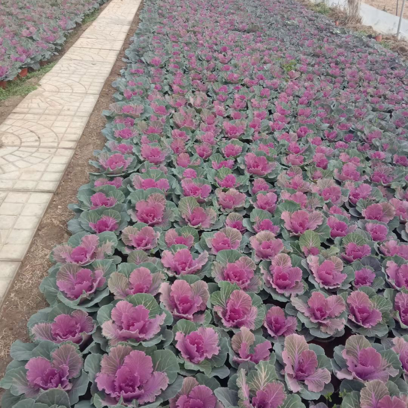 羽衣甘蓝多色羽衣甘蓝耐寒冬季花卉产地批发