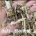 当归当归片当归头片当归腿片当归下料各种规格供应