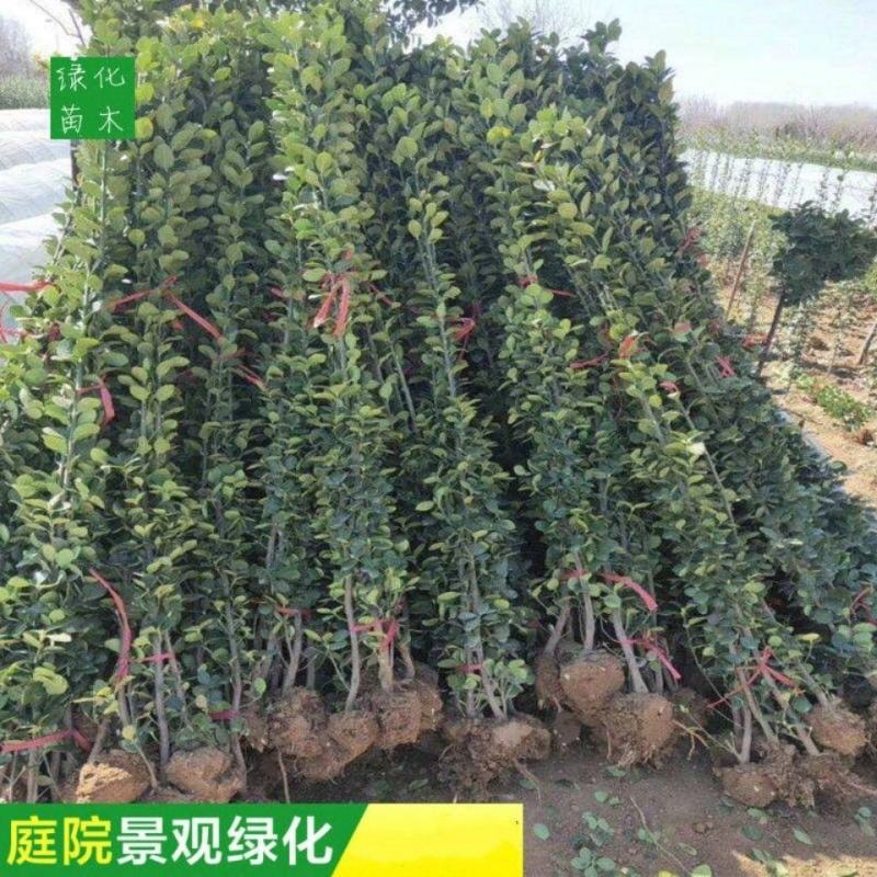 北海道黄杨·北海道黄杨苗大叶围墙篱笆四季常青耐寒工程色块