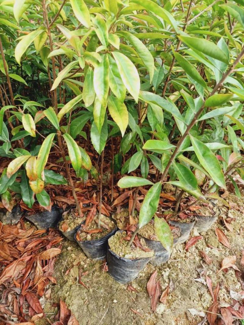江西宜春奉新县木荷杯苗，产地直供，规格齐全