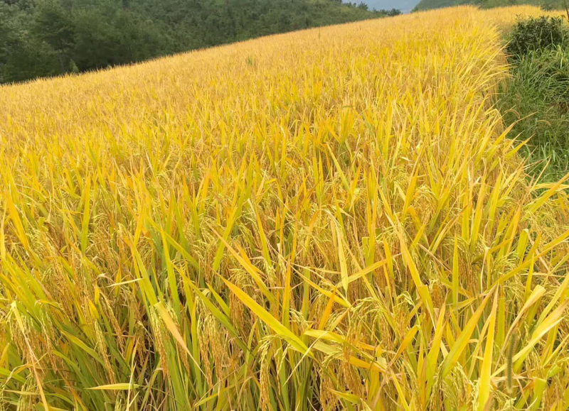 农家大米一手