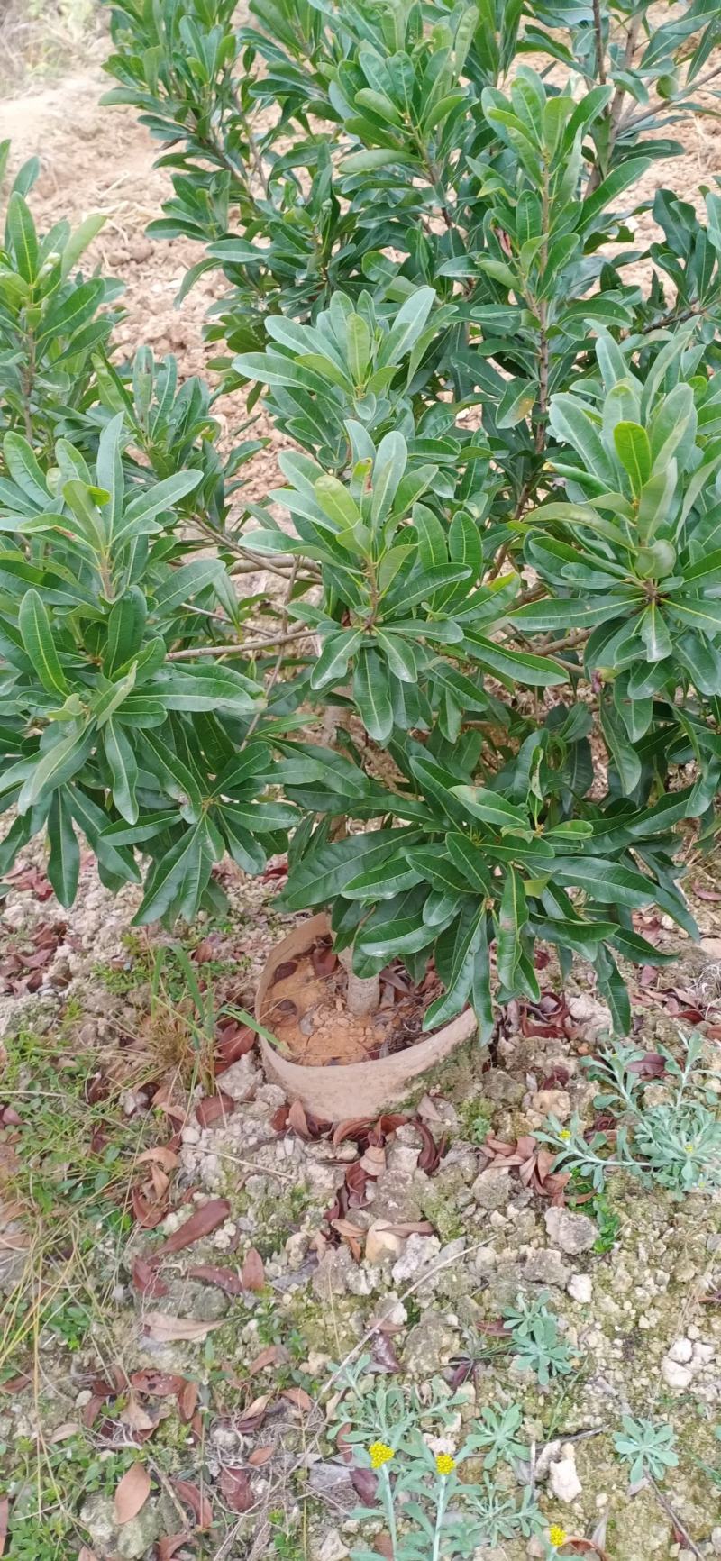 2至3公分东魁杯苗。农户自自销欢迎关注。
