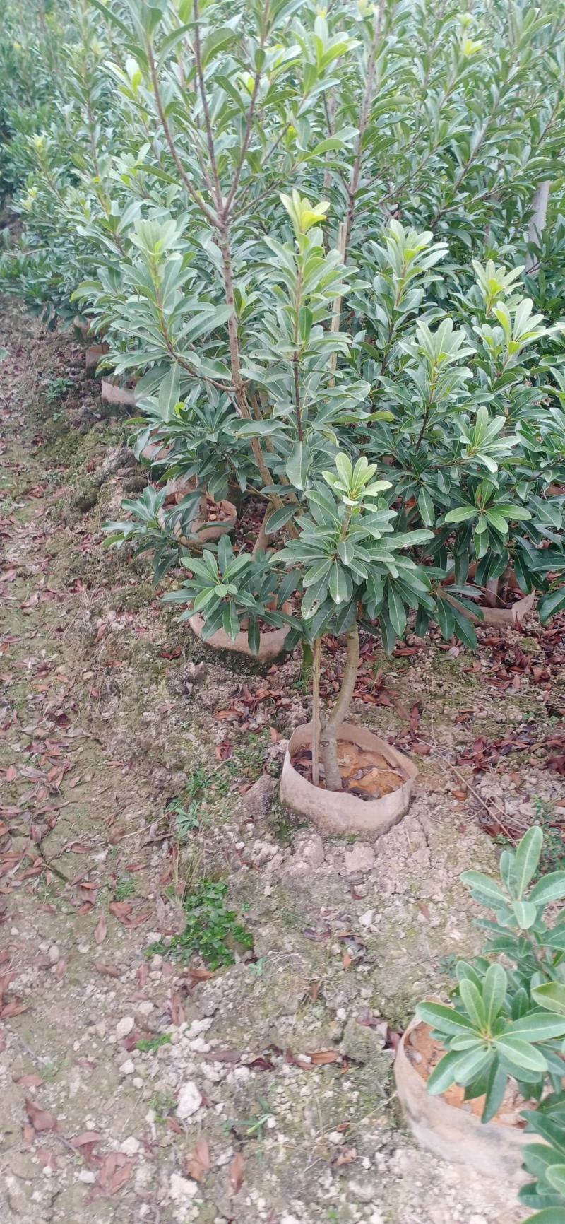 2至3公分东魁杯苗。农户自自销欢迎关注。