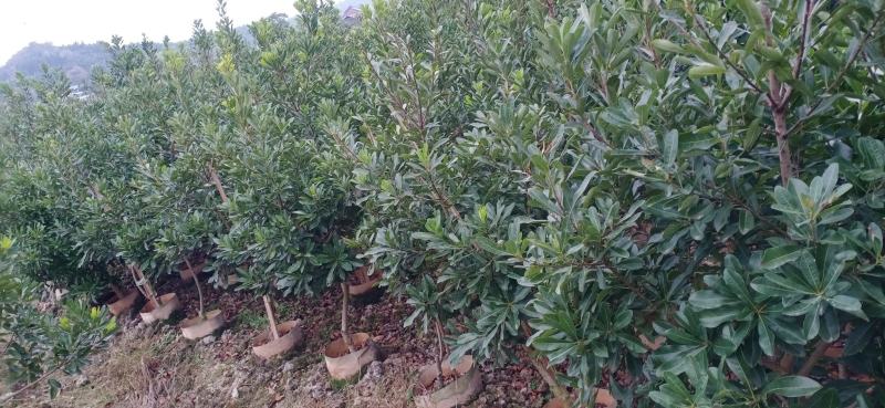 2至3公分东魁杯苗。农户自自销欢迎关注。