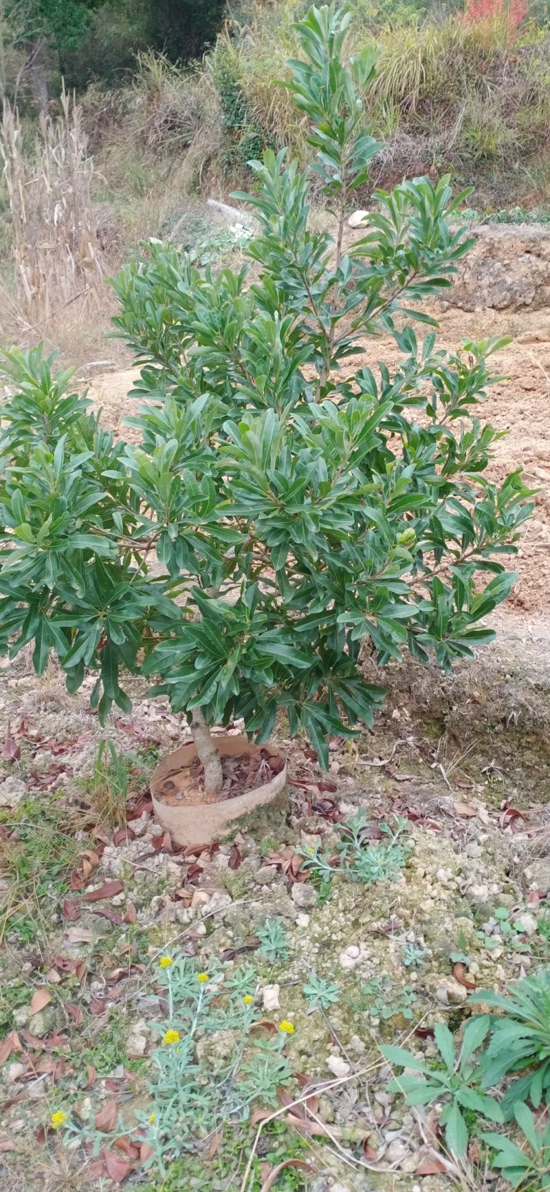 2至3公分东魁杯苗。农户自自销欢迎关注。