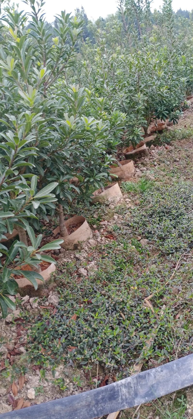2至3公分东魁杯苗。农户自自销欢迎关注。