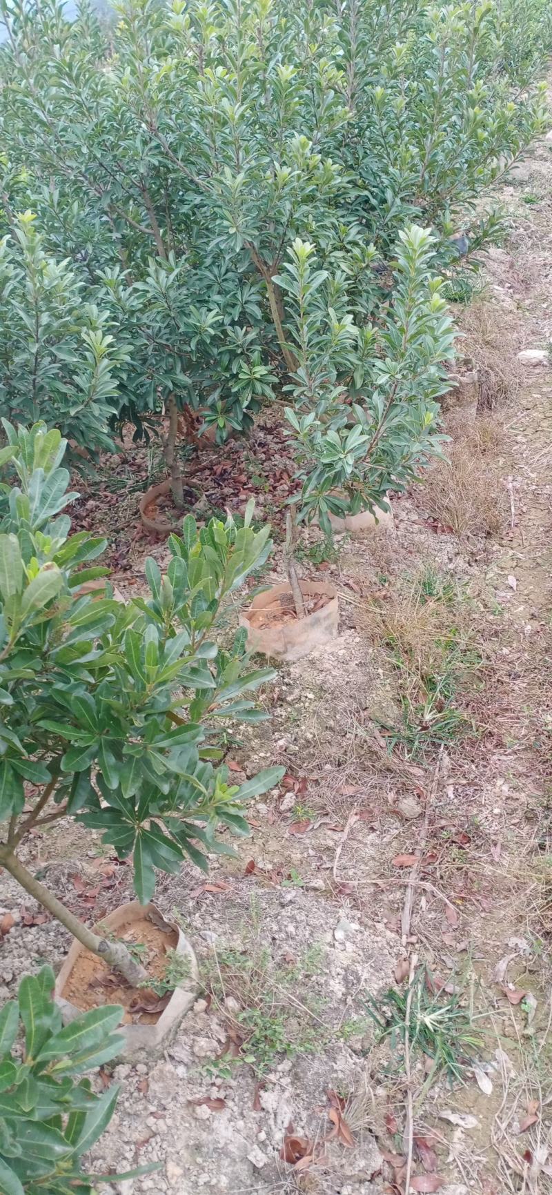 2至3公分东魁杯苗。农户自自销欢迎关注。