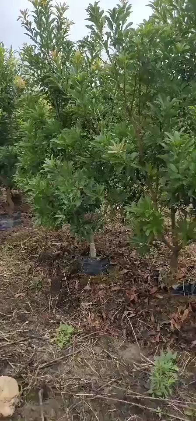 2至3公分东魁杯苗。农户自自销欢迎关注。