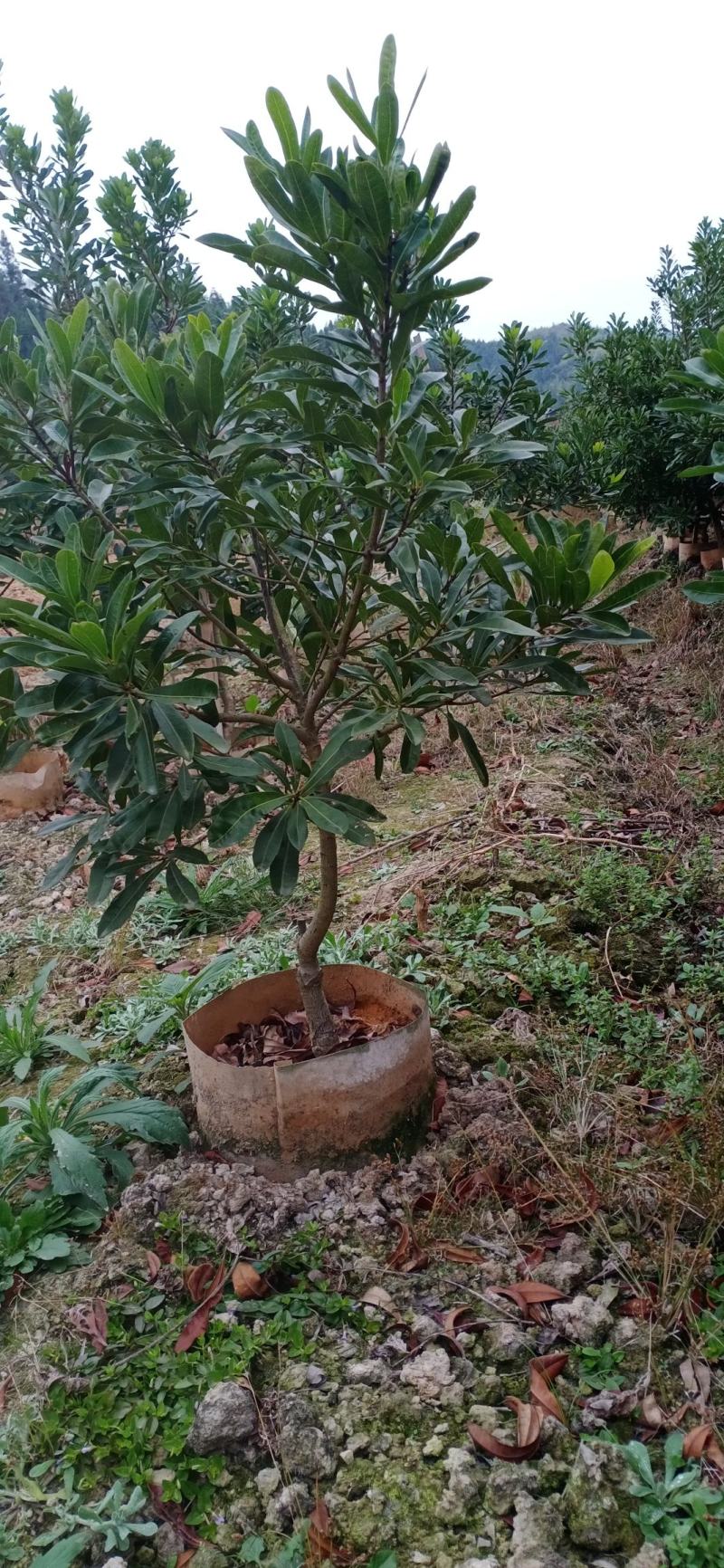 2至3公分东魁杯苗。农户自自销欢迎关注。