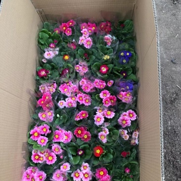 基地直发报春花大量供应质量保证视频发货