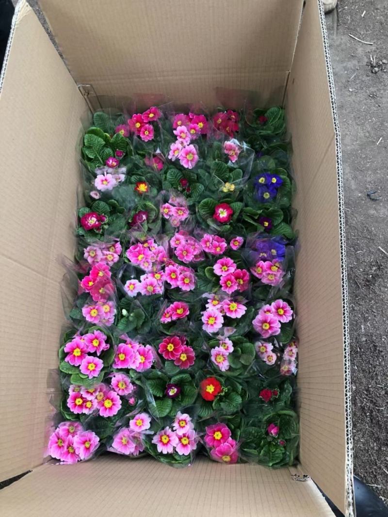 基地直发报春花大量供应质量保证视频发货