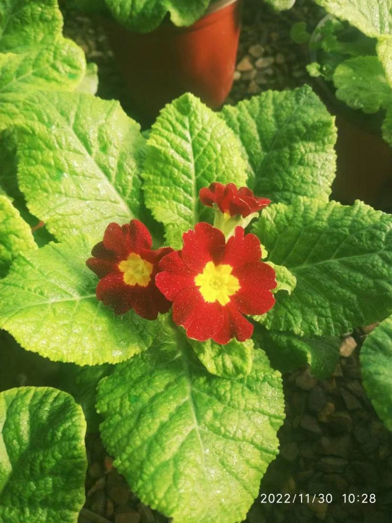 基地直发报春花大量供应质量保证视频发货