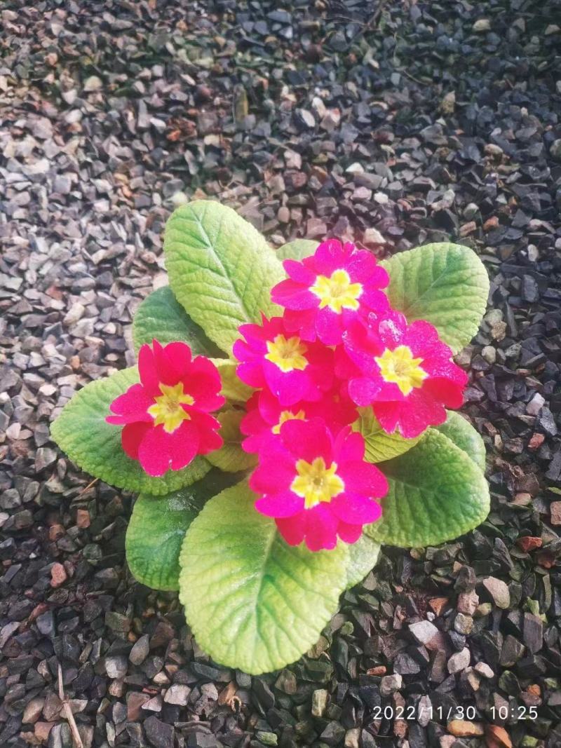 基地直发报春花大量供应质量保证视频发货