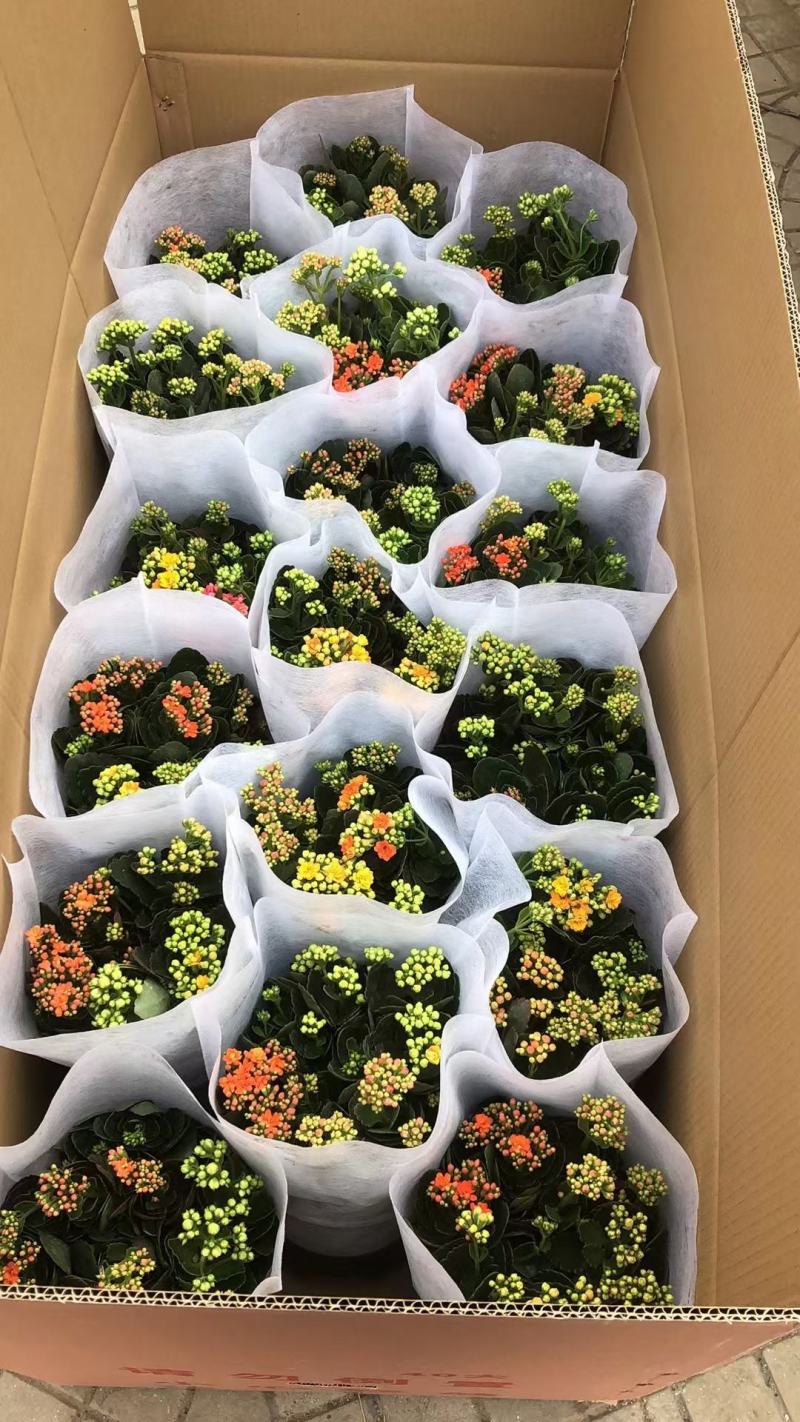 三色长寿长寿基地直发质量保证种类颜色齐全视频发货