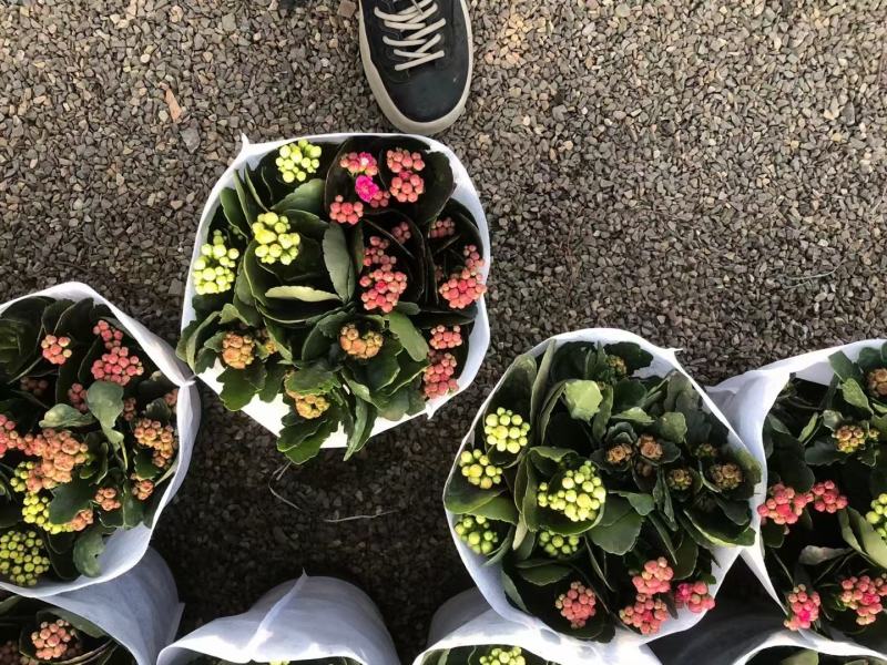 三色长寿长寿基地直发质量保证种类颜色齐全视频发货